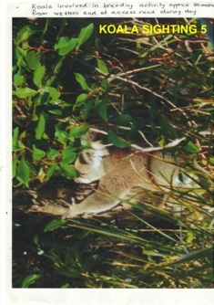 5_Koala female breeding activity_8Nov2013.jpg